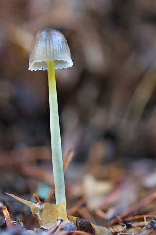 01JPS Mycena epipterygia